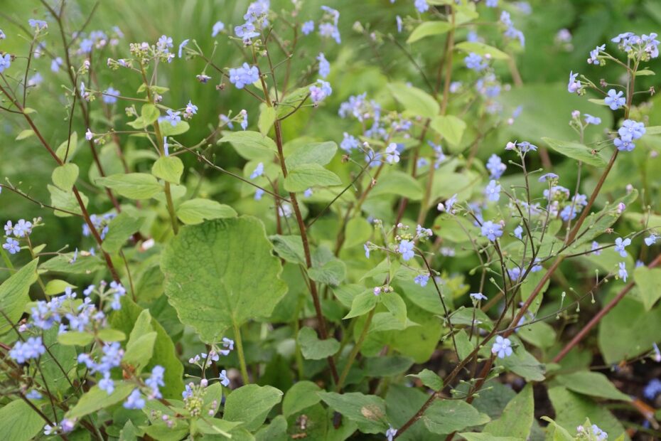 Brunnera macrophylla – Kaukasusvergissmeinnicht