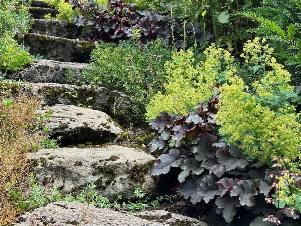 Heuchera und Frauenmantel