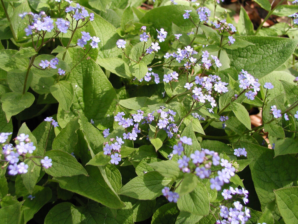 Brunnera macrophylla – Kaukasusvergissmeinnicht