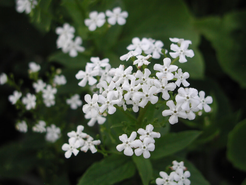 Brunnera macrophylla 'Betty Bowring' – Weißes Kaukasus-Vergissmeinnicht