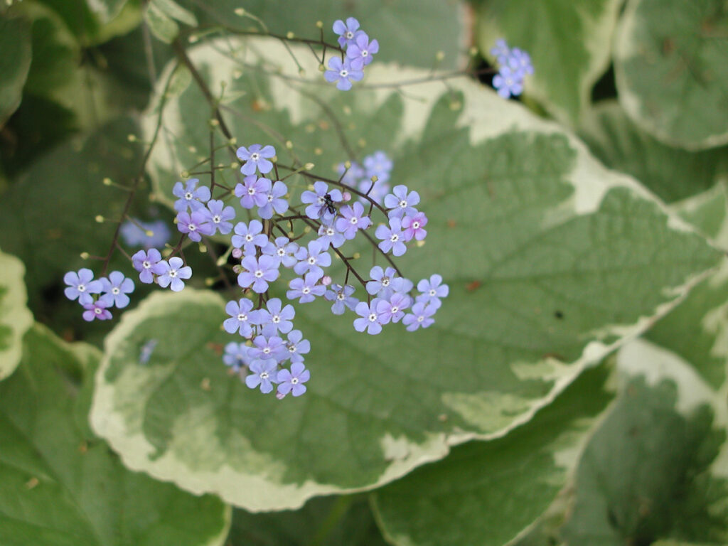 Brunnera macrophylla 'Hadspen Cream' – Gelbbuntes Kaukasus-Vergissmeinnicht