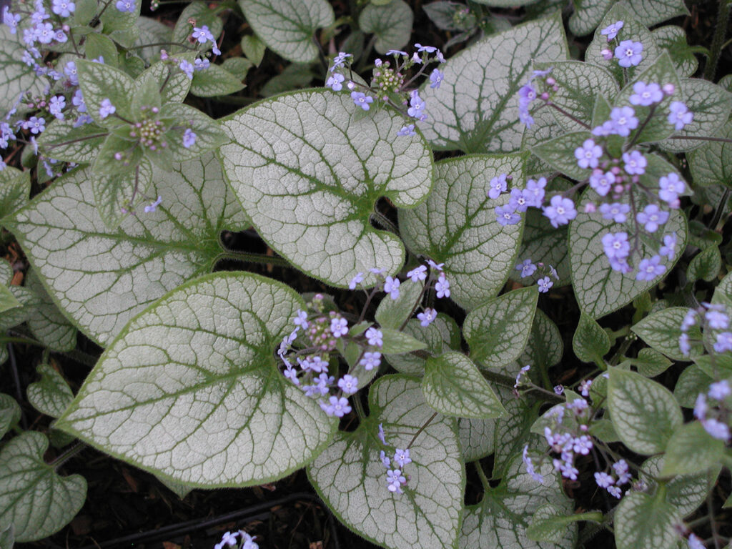 Brunnera macrophylla 'Jack Frost' ® – Silbriges Kaukasus-Vergissmeinnicht