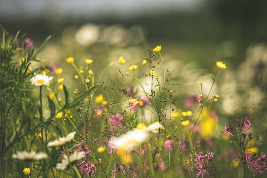 Foto von Kristine Cinate auf Unsplash