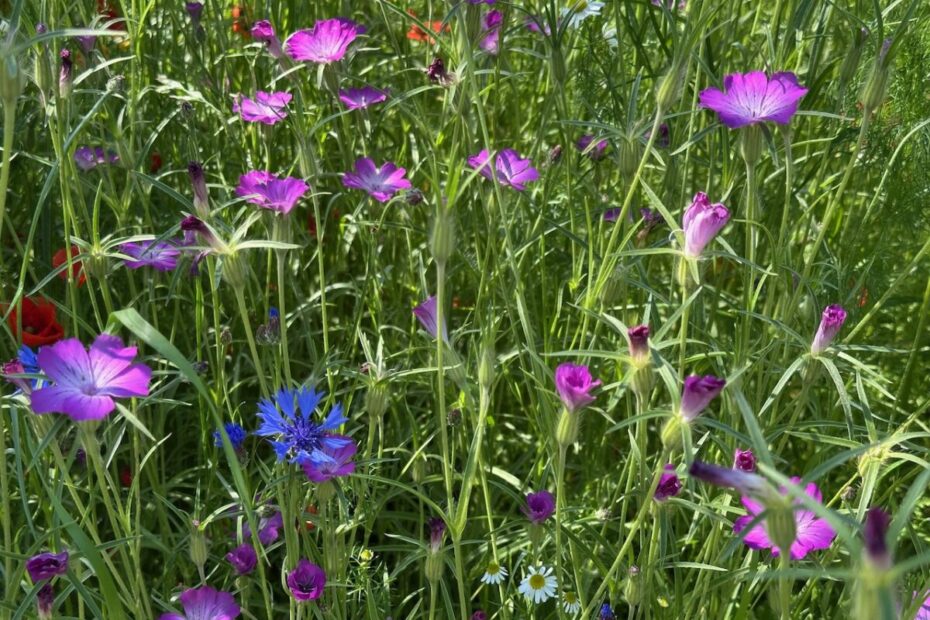 Ausflug des OGV Wagrain-Kleinarl zur Landesgartenschau in Schärding