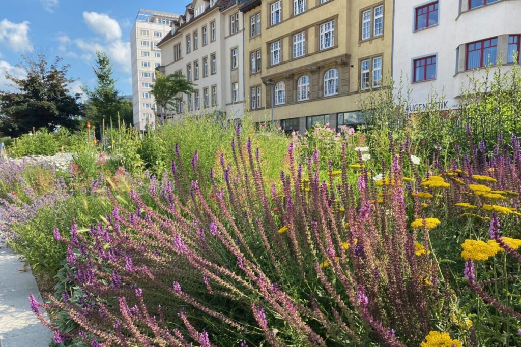 Staudenpflanzung in Erfurt