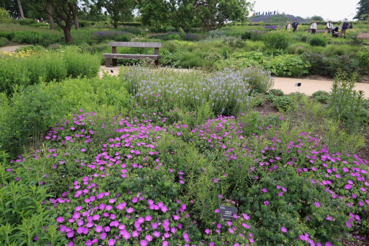 Staudenpflanzung im Botanic Garden Wisley von Piet Oudolf, einem der großen Stars des „Dutch Waves“